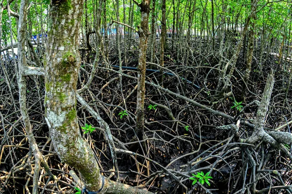 Viele Mangrovenwurzeln Mangrovenwald Mangroven Die Küstenwaldgebiete Schützen — Stockfoto