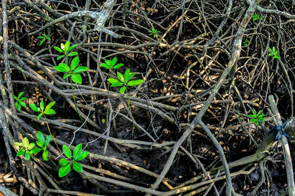 Many mangrove roots in the mangrove forest. Mangroves that protect coastal forest areas