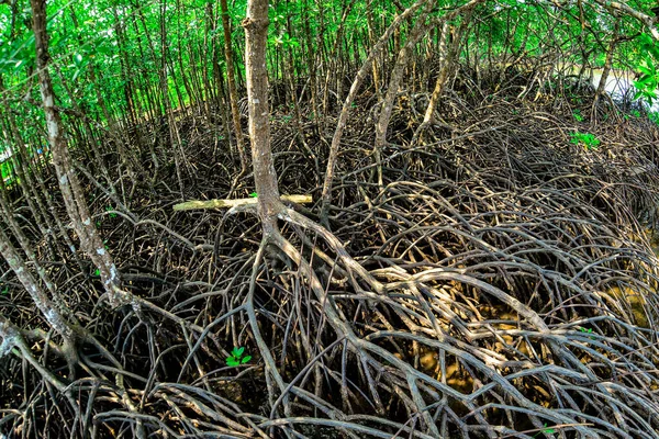 Many mangrove roots in the mangrove forest. Mangroves that protect coastal forest areas