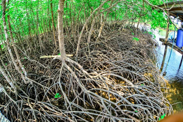 Many mangrove roots in the mangrove forest. Mangroves that protect coastal forest areas