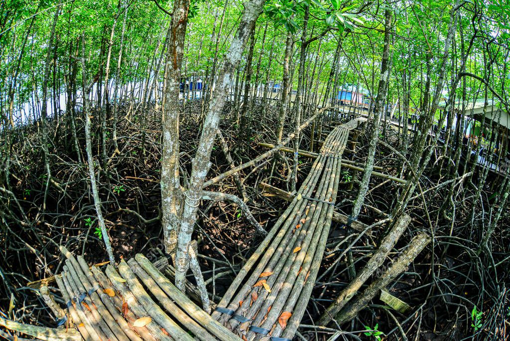 Muchas raíces de manglar en el bosque de manglar. Manglares que