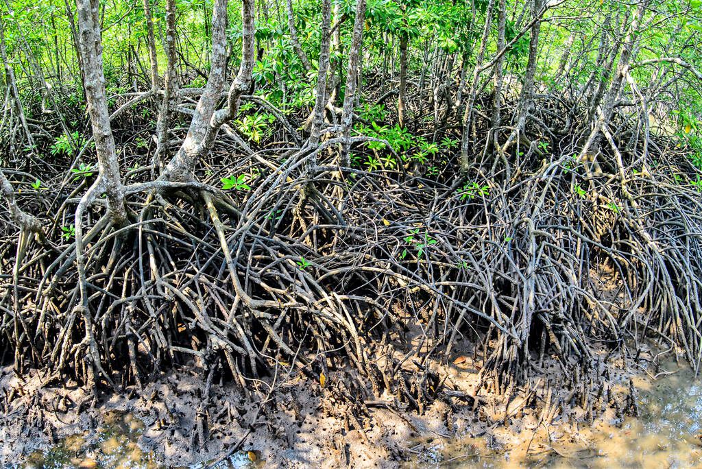 Muchas raíces de manglar en el bosque de manglar. Manglares que