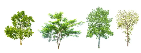 Kolekcja Drzew Tropikalnej Dżungli Azji Białym Tle — Zdjęcie stockowe