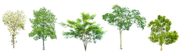 Kolekcja Drzew Tropikalnej Dżungli Azji Białym Tle — Zdjęcie stockowe