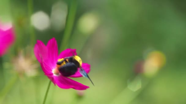 Έντομα Ψάχνουν Για Νέκταρ Από Πολύχρωμα Ροζ Λουλούδια — Αρχείο Βίντεο