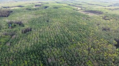 Aerial picture of rubber plantation area in Thailand. many rubber trees