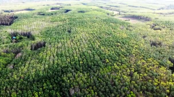 Aerial Picture Rubber Plantation Area Thailand Many Rubber Trees — Stock video