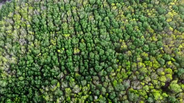 Aerial Picture Rubber Plantation Area Thailand Many Rubber Trees — Stockvideo