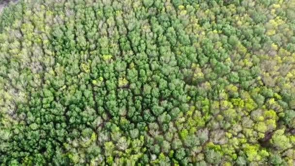Luchtfoto Van Rubber Plantage Gebied Thailand Veel Rubberbomen — Stockvideo