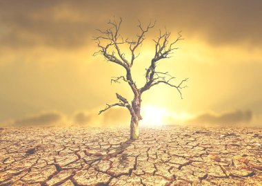 Ağaç çorak toprakta ölür. Kuraklık ağaçları öldürür. Çevresel değişim ve küresel ısınma kavramı