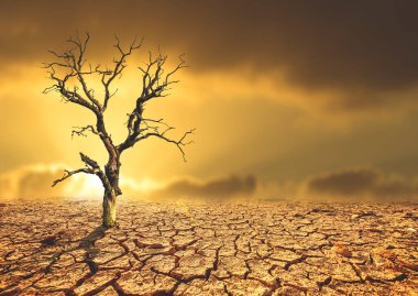 Ağaç çorak toprakta ölür. Kuraklık ağaçları öldürür. Çevresel değişim ve küresel ısınma kavramı