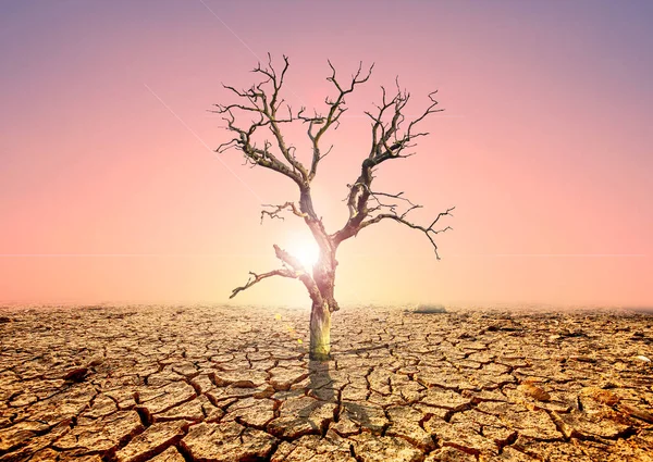 Der Baum Stirbt Auf Dem Kargen Boden Die Trockenheit Tötet — Stockfoto