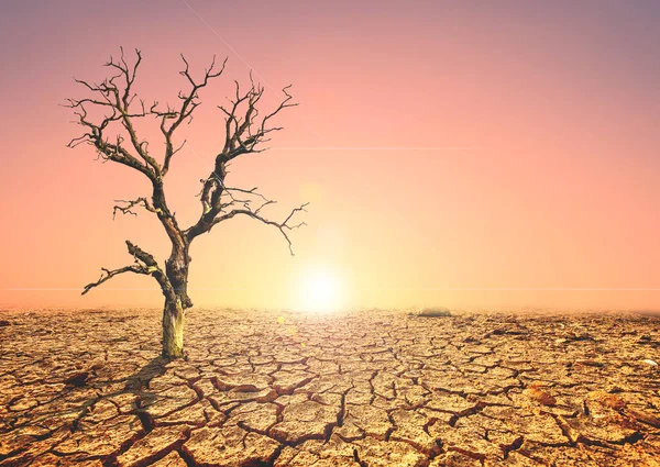 その木は不毛の地で死んだ 干ばつは木を殺す 環境変化と地球温暖化の概念は — ストック写真