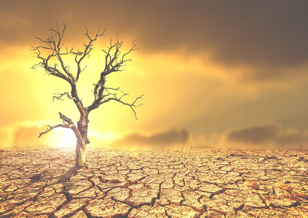 这棵树死在贫瘠的土地上 干旱使树木枯萎 环境变化和全球变暖的概念 — 图库照片