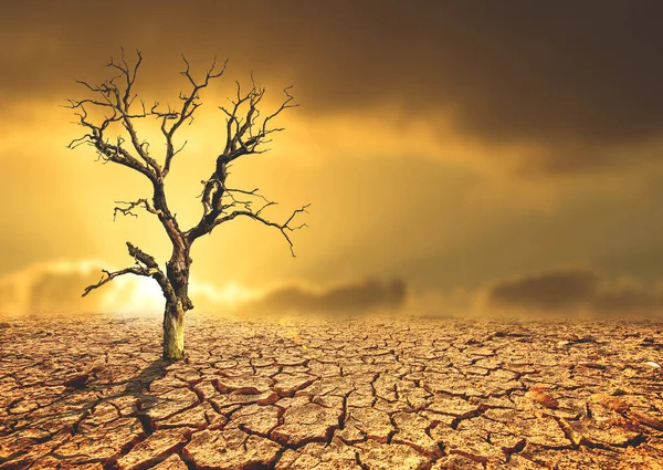 Ağaç çorak toprakta ölür. Kuraklık ağaçları öldürür. Çevresel değişim ve küresel ısınma kavramı