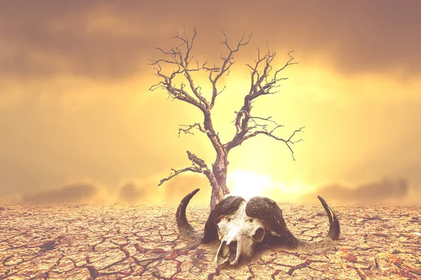 Поняття Посухи Глобальне Потепління Навколишнє Середовище — стокове фото