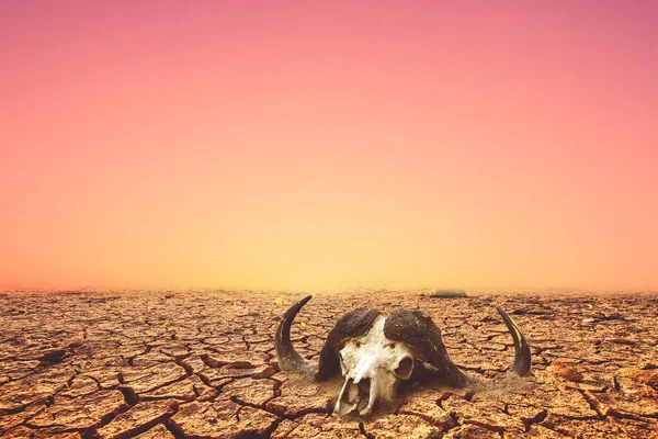 Concepto Sequía Calentamiento Global Medio Ambiente — Foto de Stock