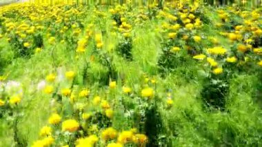 Doğa arka planı için yaz sarı çiçekleri