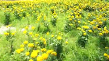 Çayırda sarı çiçek