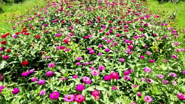 Κηφήνας Βίντεο Του Πεδίου Λουλουδιών Εναέρια Άποψη Των Λουλουδιών Καλοκαίρι — Αρχείο Βίντεο