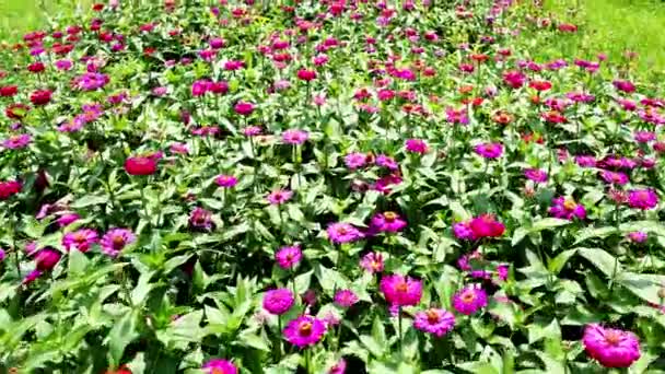 Drone Video Flower Field Aerial View Flowers Summer Evening Day — Stock Video