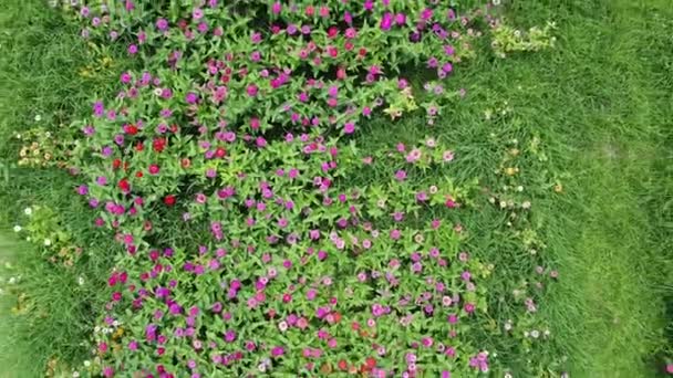 Drohnenvideo Vom Blumenfeld Luftaufnahme Von Blumen Sommerabend Tag Kamerafahrt — Stockvideo