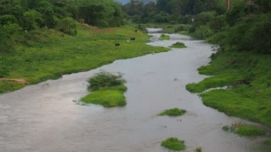 Tayland 'daki tropikal ormanların oluşturduğu doğal akarsular.