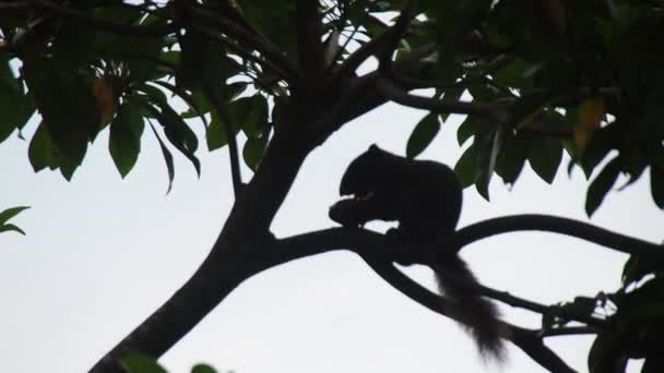 Silhouette Wild Squirrel Thailand Sitting Tree Branch Eating Fruit — Stockvideo