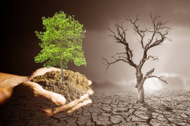 Çevreyi korumak için ağaç dikme fikirleri. Çiçek ekmeye hazır.