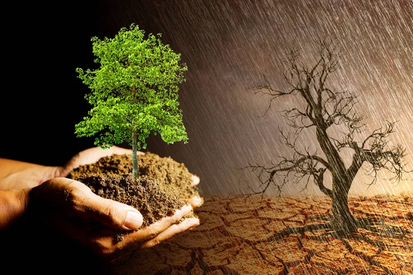 Sadzenie Drzew Pomysły Ochrony Środowiska Roślina Ręku Gotowa Sadzenia — Zdjęcie stockowe