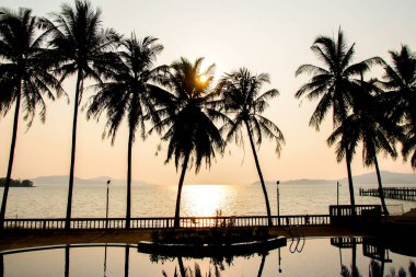 Güzel bir akşamda hindistan cevizi ağaçlarının silueti