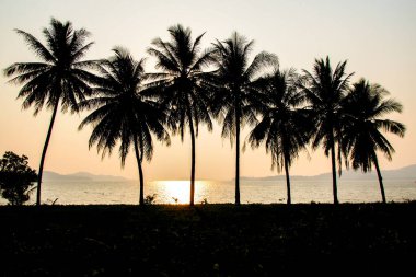Güzel bir akşamda hindistan cevizi ağaçlarının silueti