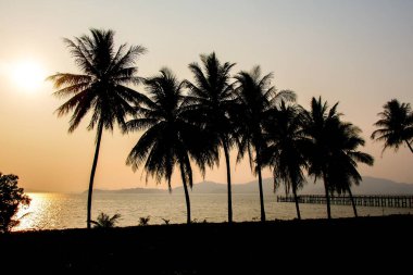 Güzel bir akşamda hindistan cevizi ağaçlarının silueti