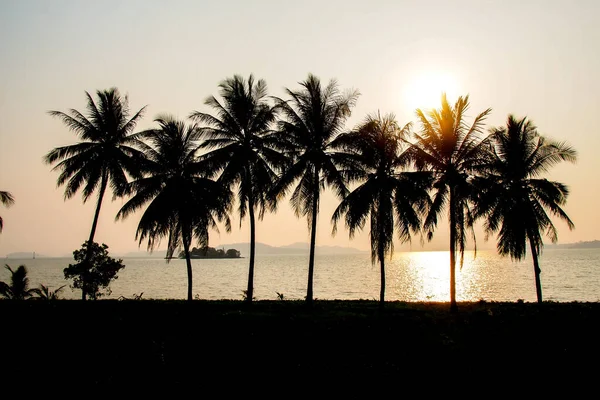 Silhouet Van Kokosbomen Een Prachtige Avond — Stockfoto