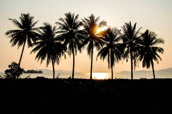 美丽的夜晚 椰子树的轮廓 — 图库照片
