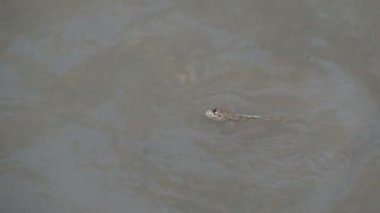 Mudskipper, tatlı su, tuzlu su ve tuzlu suda yaşayan bir balıktır. Ekosistemin dengesini sağlayan bir balık olarak kabul edilir..