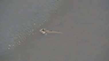 Mudskipper, tatlı su, tuzlu su ve tuzlu suda yaşayan bir balıktır. Ekosistemin dengesini sağlayan bir balık olarak kabul edilir..