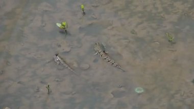 Mudskipper, tatlı su, tuzlu su ve tuzlu suda yaşayan bir balıktır. Ekosistemin dengesini sağlayan bir balık olarak kabul edilir..
