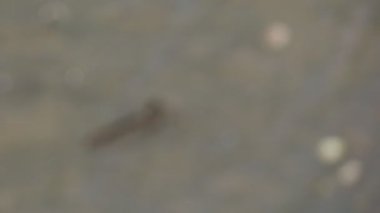 Mudskipper, tatlı su, tuzlu su ve tuzlu suda yaşayan bir balıktır. Ekosistemin dengesini sağlayan bir balık olarak kabul edilir..