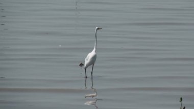 Beyaz kuş mangrov ormanında yiyecek arıyor..