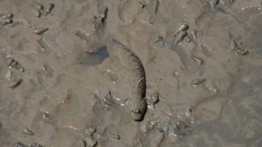 Mudskipper, tatlı su, tuzlu su ve tuzlu suda yaşayan bir balıktır. Ekosistemin dengesini sağlayan bir balık olarak kabul edilir..