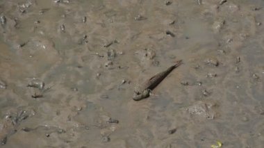 Mudskipper, tatlı su, tuzlu su ve tuzlu suda yaşayan bir balıktır. Ekosistemin dengesini sağlayan bir balık olarak kabul edilir..