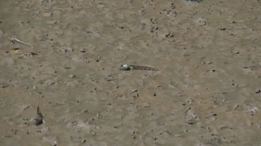 Mudskipper, tatlı su, tuzlu su ve tuzlu suda yaşayan bir balıktır. Ekosistemin dengesini sağlayan bir balık olarak kabul edilir..