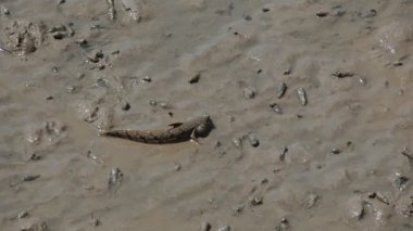 Mudskipper, tatlı su, tuzlu su ve tuzlu suda yaşayan bir balıktır. Ekosistemin dengesini sağlayan bir balık olarak kabul edilir..
