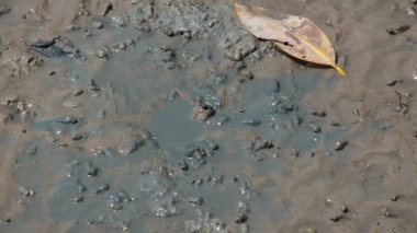 Mudskipper, tatlı su, tuzlu su ve tuzlu suda yaşayan bir balıktır. Ekosistemin dengesini sağlayan bir balık olarak kabul edilir..