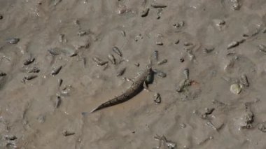 Mudskipper, tatlı su, tuzlu su ve tuzlu suda yaşayan bir balıktır. Ekosistemin dengesini sağlayan bir balık olarak kabul edilir..
