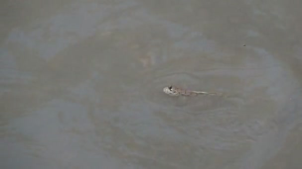水手长是一种生活在陆地 咸水和盐水上的鱼 它被认为是一种有助于维持生态系统平衡的鱼 — 图库视频影像