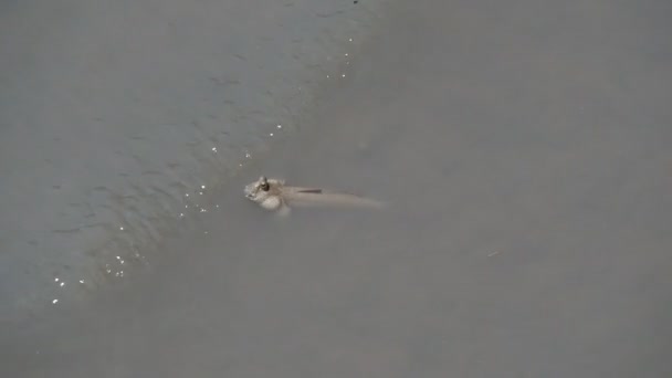 Mudskipper Είναι Ένα Ψάρι Που Ζει Στεριά Γλυκό Νερό Υφάλμυρο — Αρχείο Βίντεο