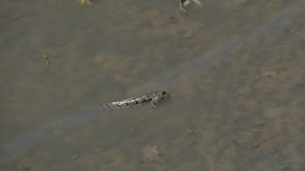 Mudskipper Fish Lives Land Freshwater Brackish Water Saltwater Considered Fish — Stock Video