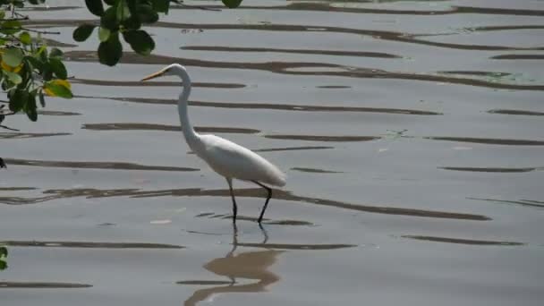 Witte Vogel Foerageert Het Mangrovebos — Stockvideo